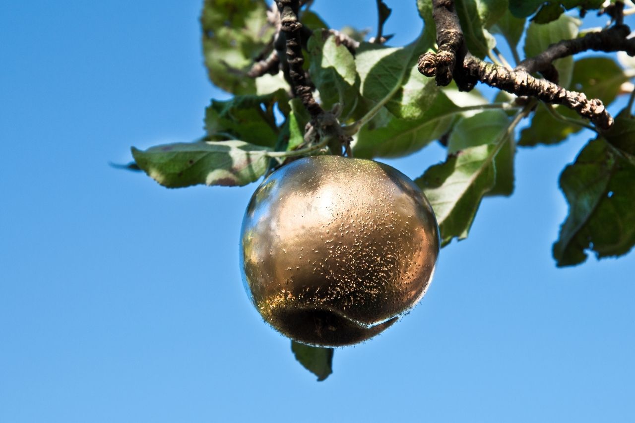 Golden apple of Idun