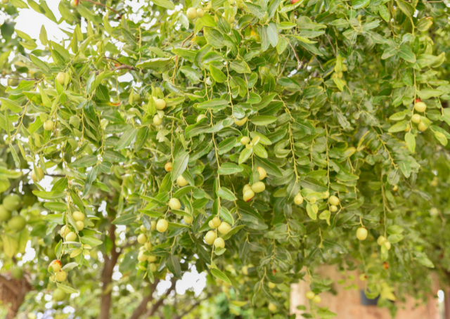 The Island of the Lotus-Eaters: Odyssey Drug Island