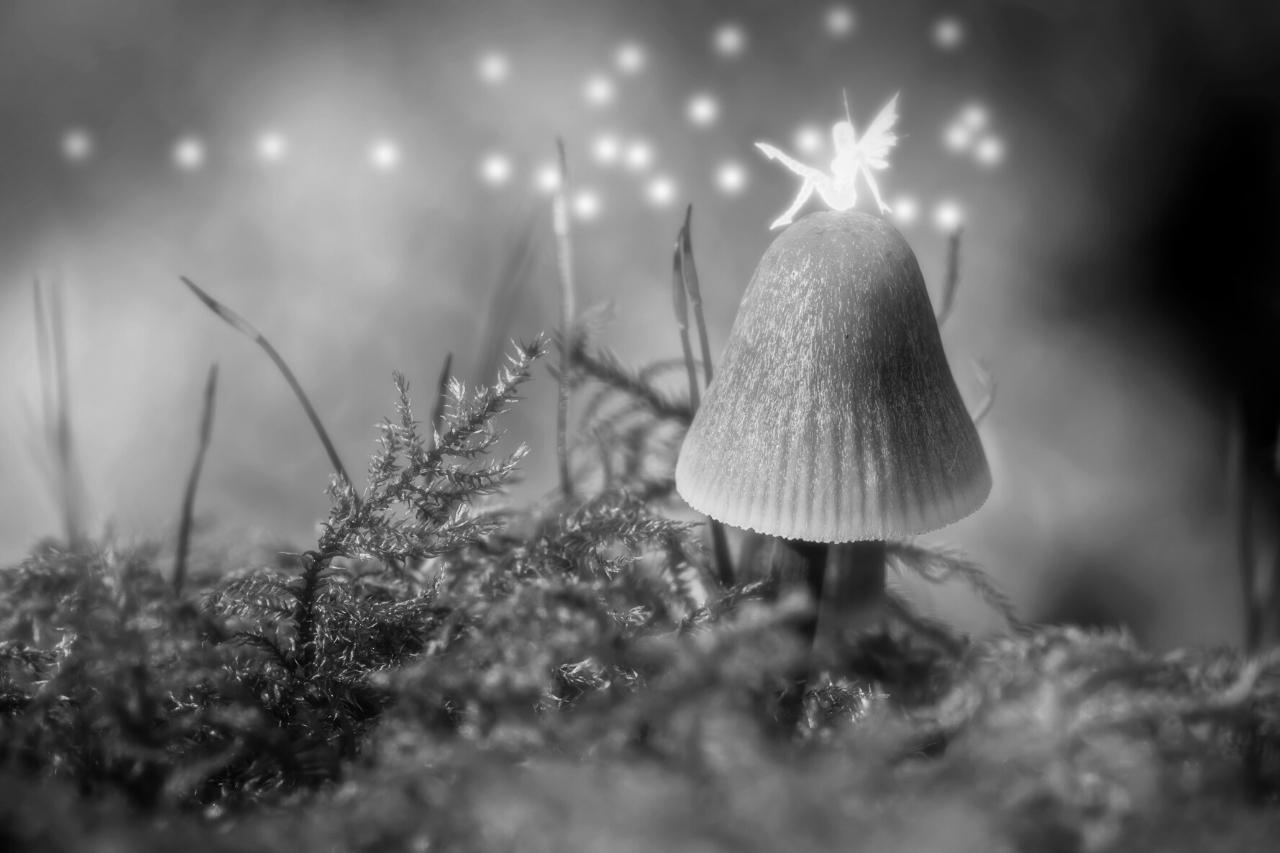 Fairies' Magic: What Can They Do With Their Magic?