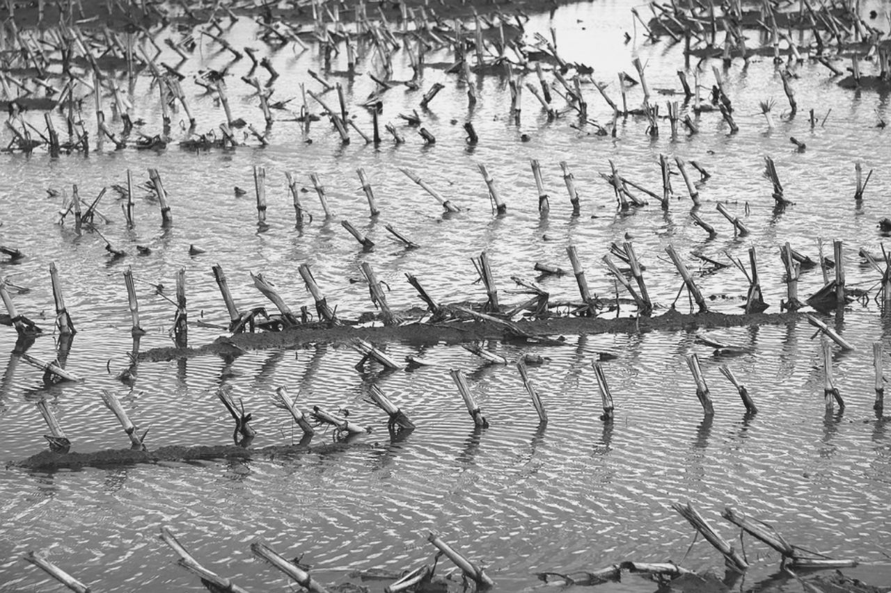 Flooded corn field