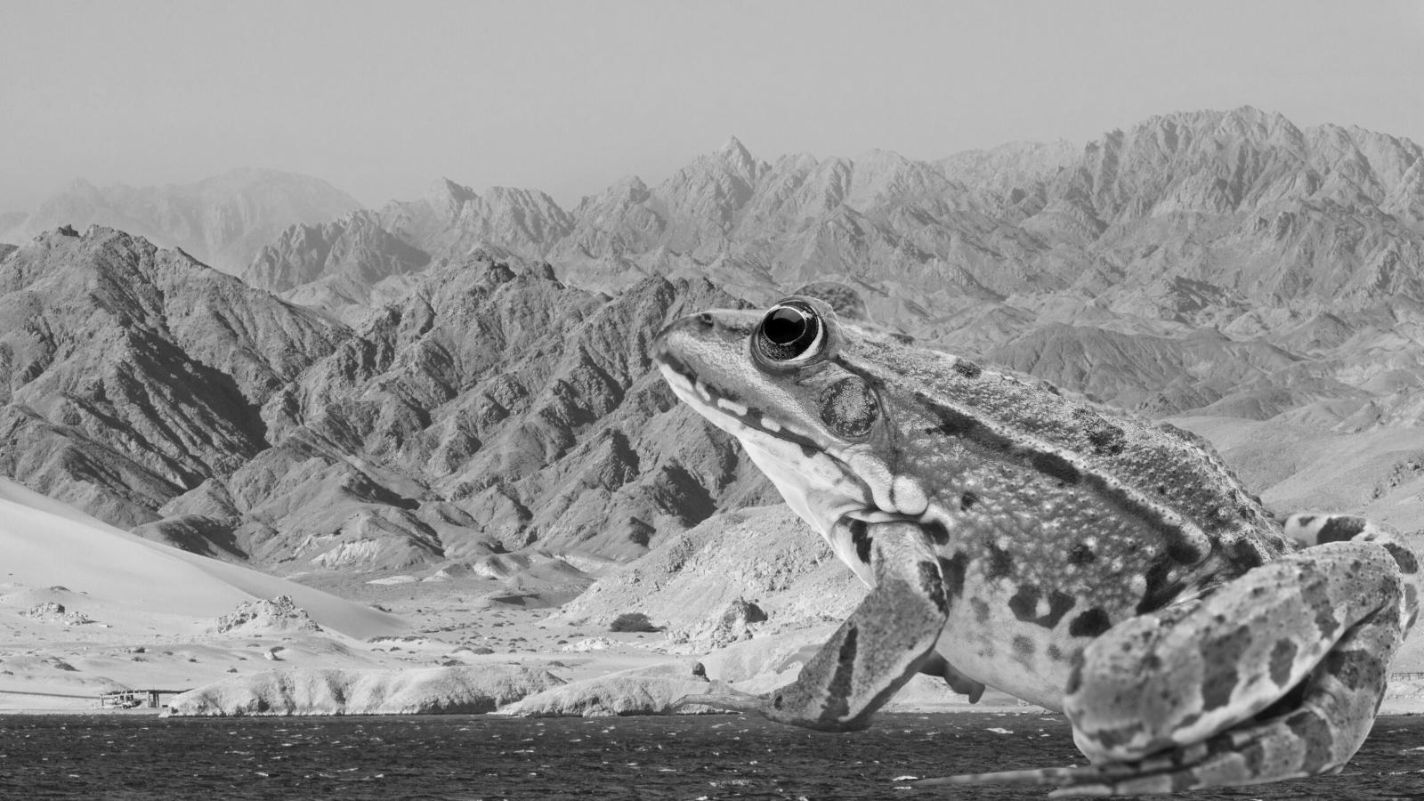 Heqet: The Frog Goddess of Fertility in Ancient Egypt