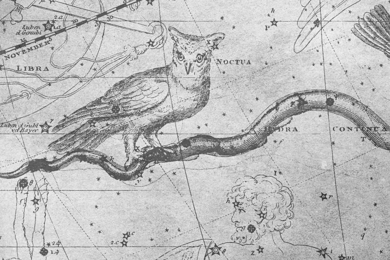 Owls In Norse Mythology: The God of Wisdom